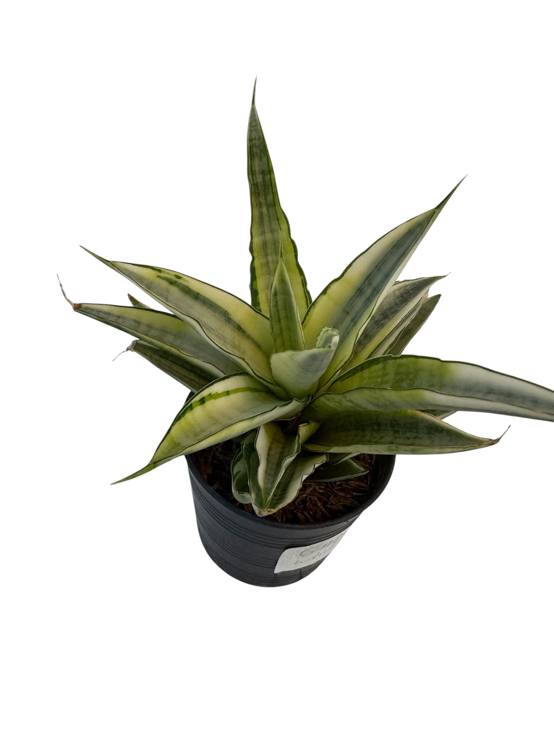 Sansevieria Gabriella variegated – JBB Exotic Plants