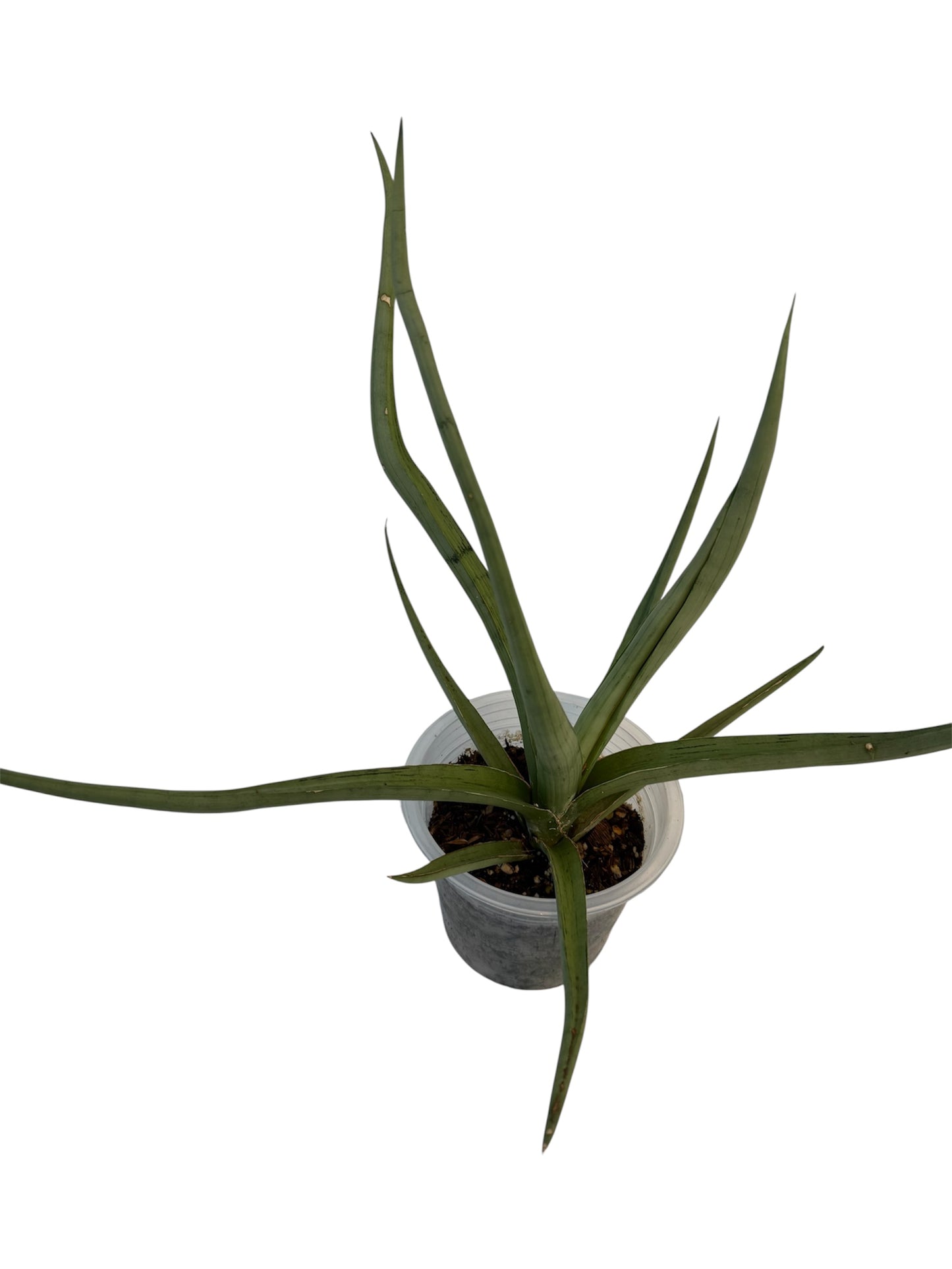 Sansevieria Dancing Dragon 15”
