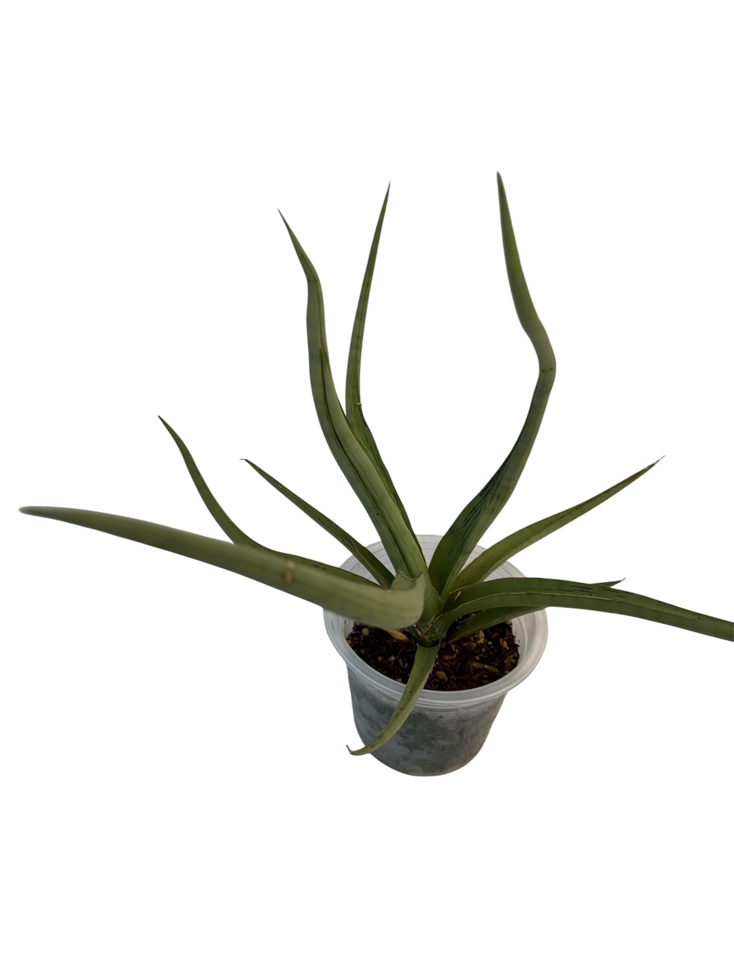 Sansevieria Dancing Dragon 15”