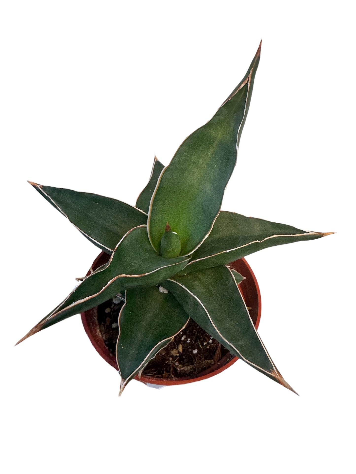 Sansevieria powellii