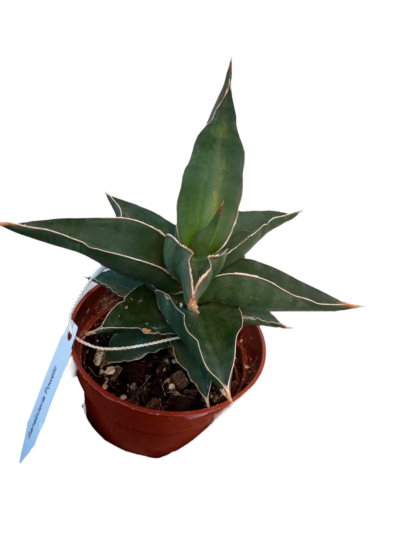 Sansevieria powellii