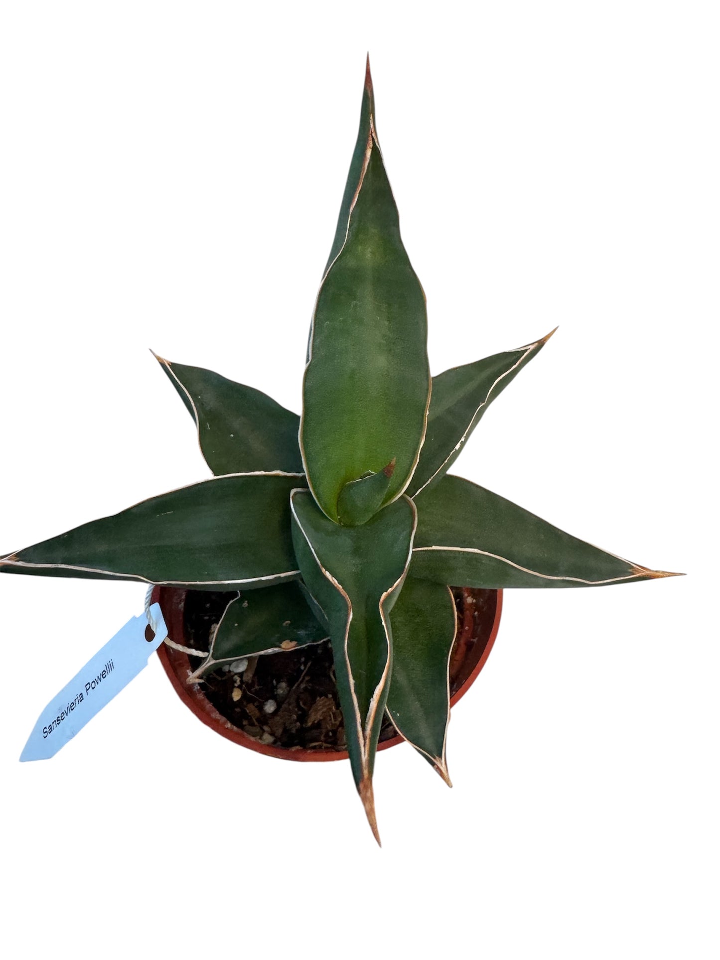 Sansevieria powellii