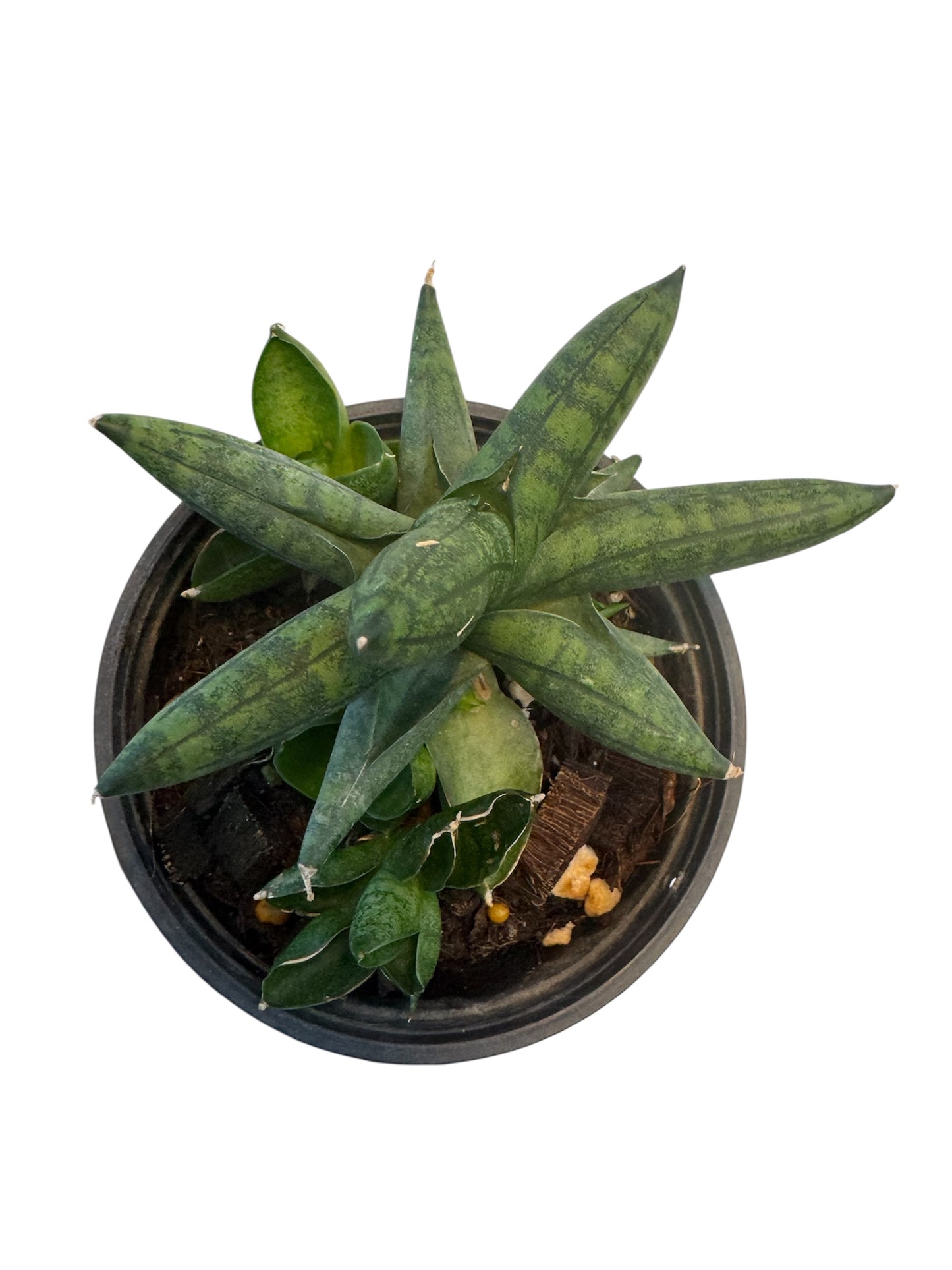 Sansevieria Rocker