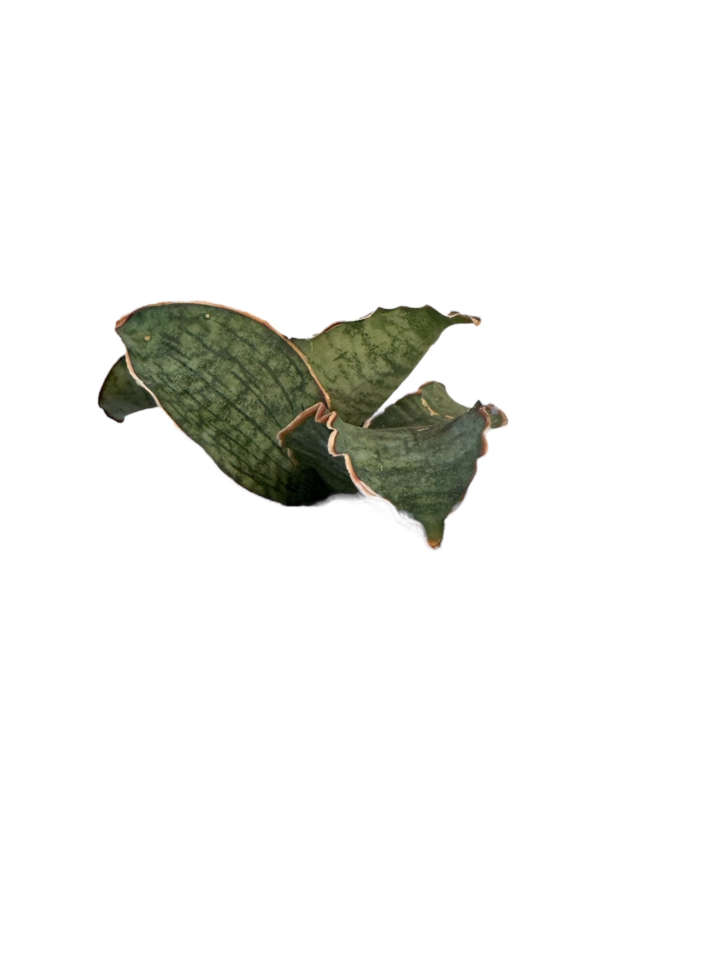 Sansevieria 'Cleopatra (snake plant)