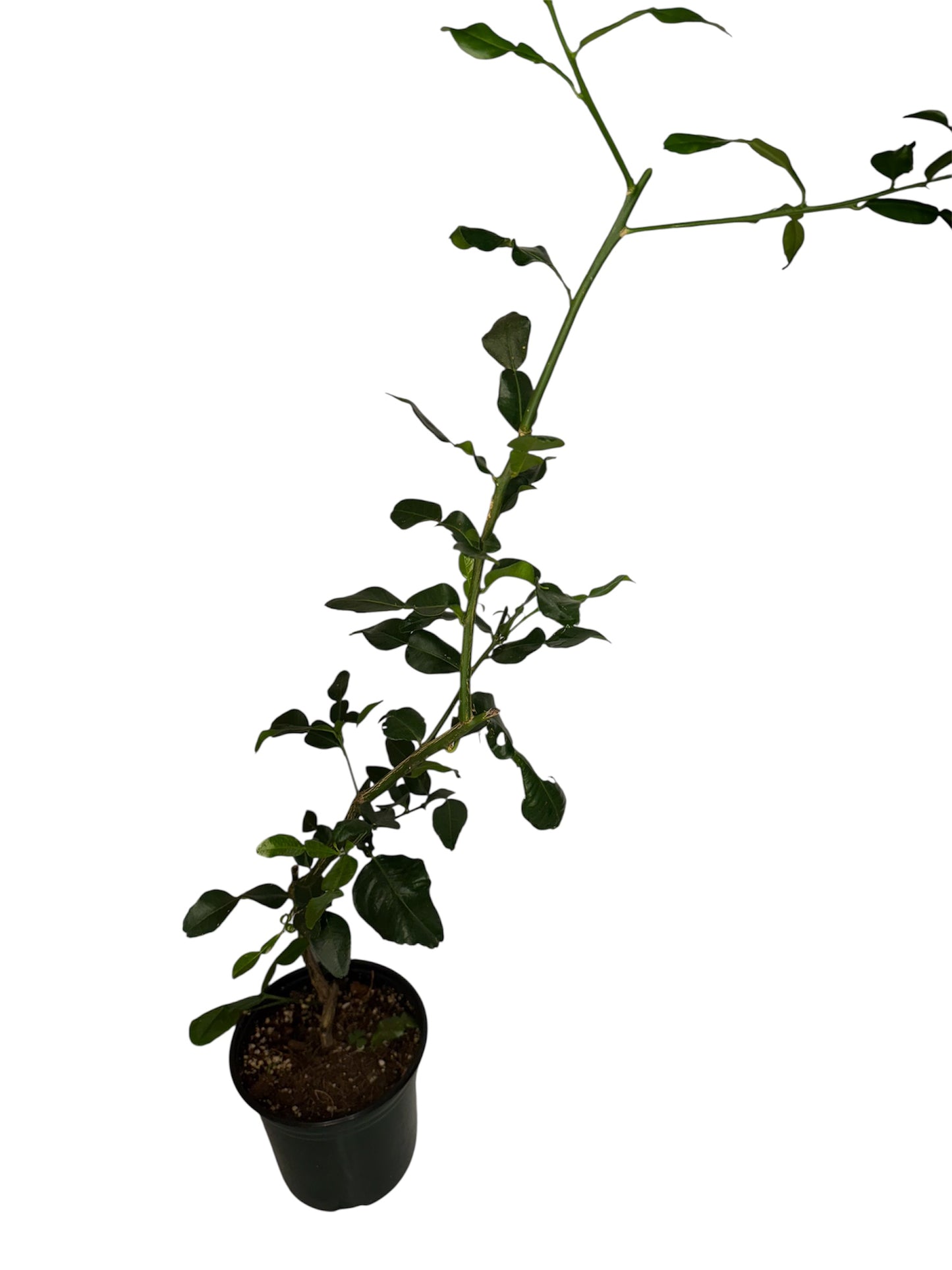 Kaffir tree large