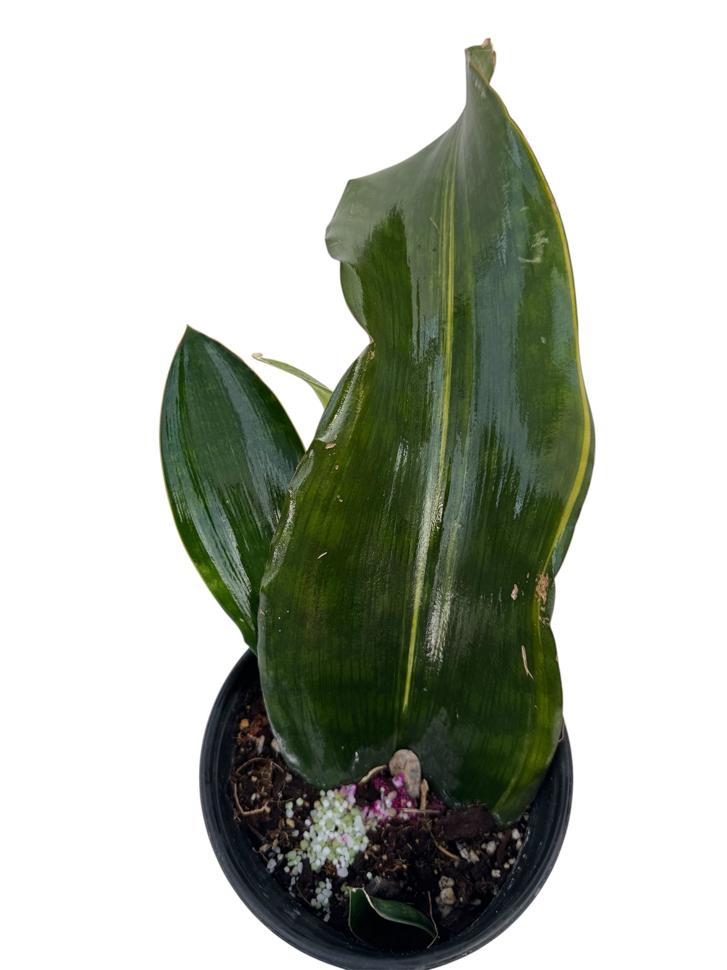 Sansevieria Malawi Variegated Rare Find ( 4 shoots in one pot )