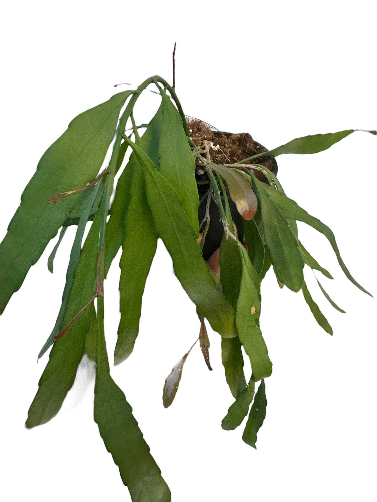 Rhipsalis Ramulosa