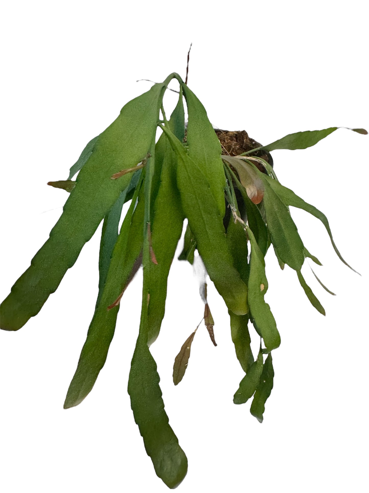 Rhipsalis Ramulosa