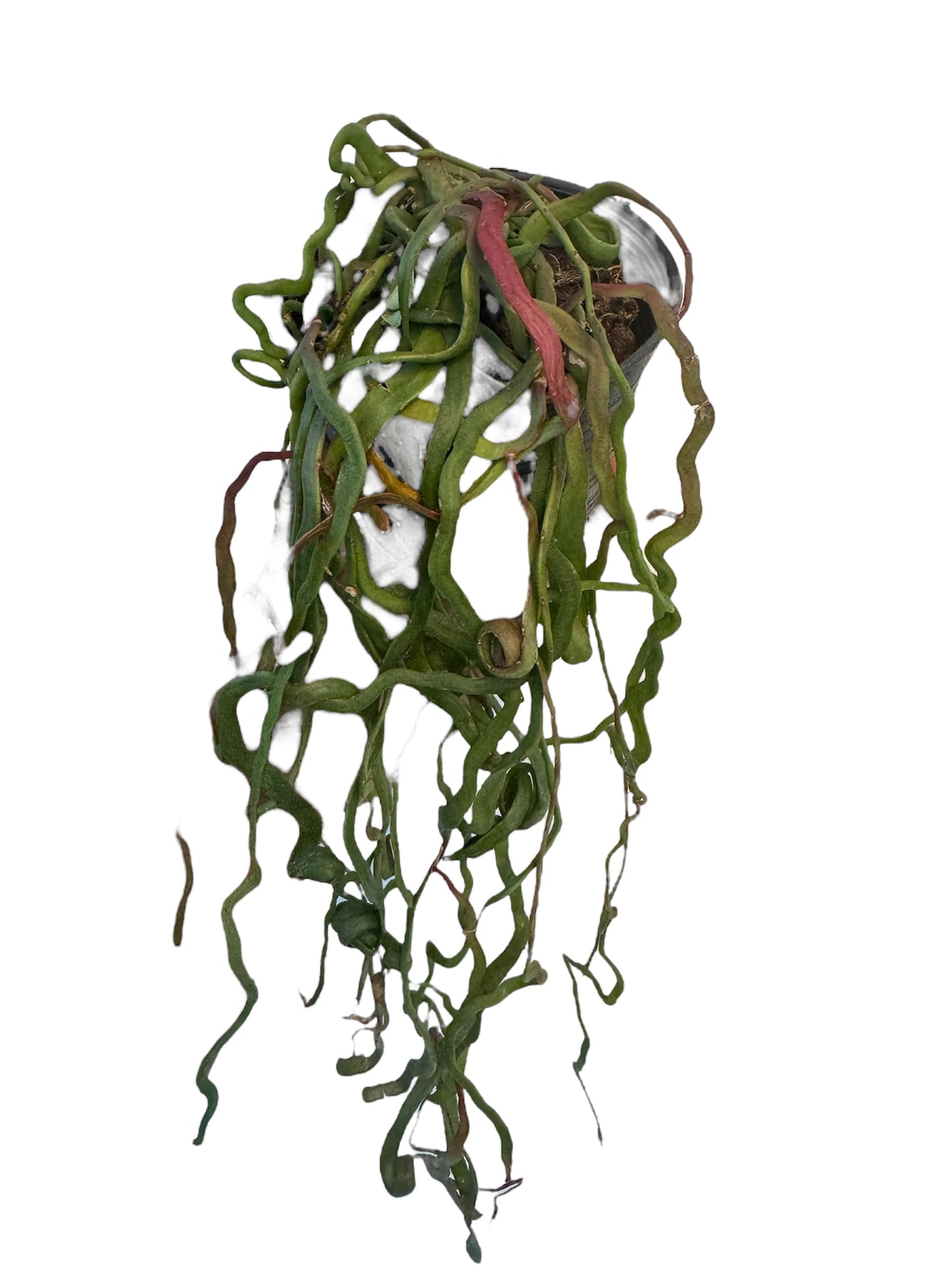 Rhipsalis Lipsid Rare