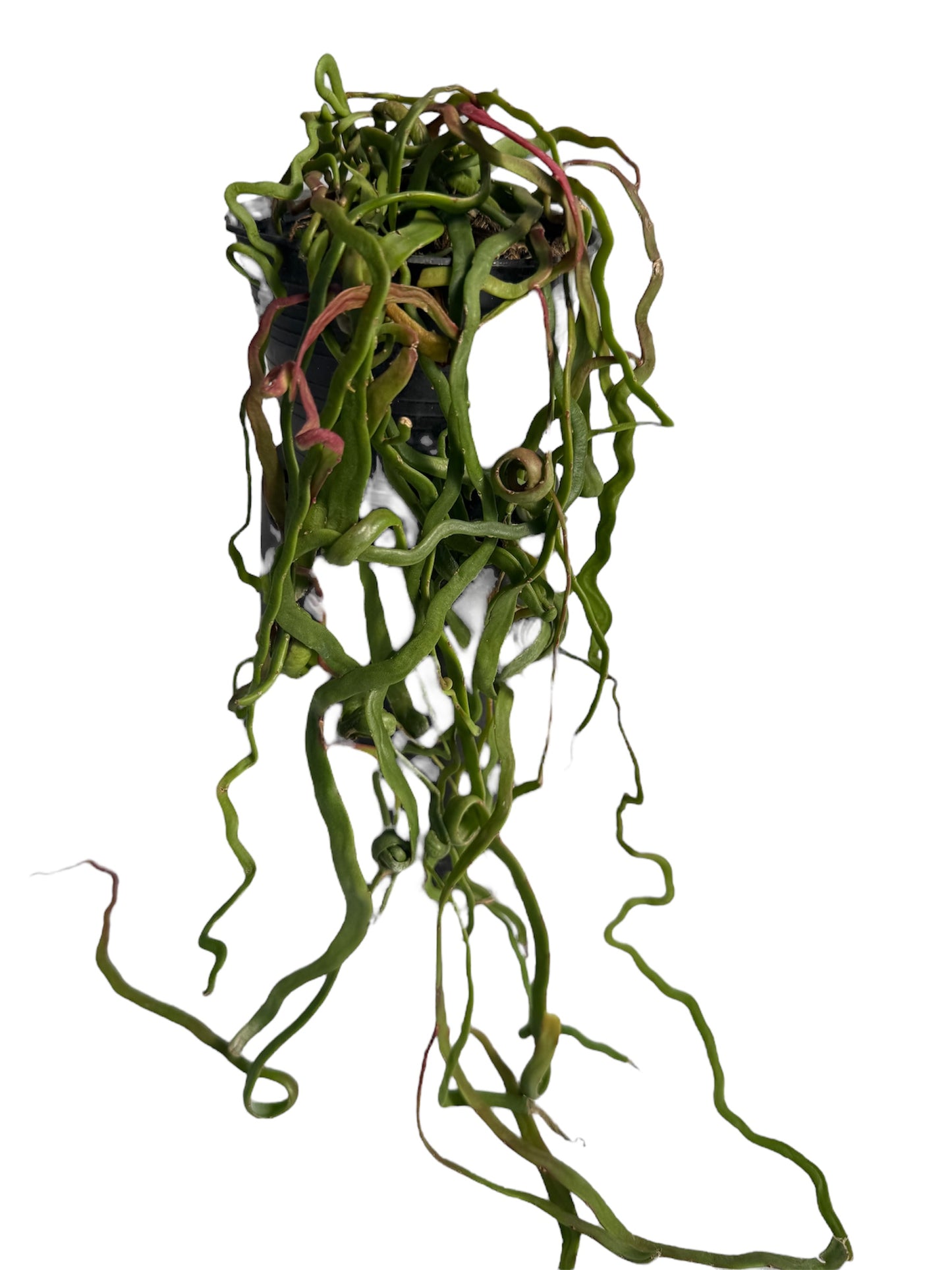Rhipsalis Lipsid Rare