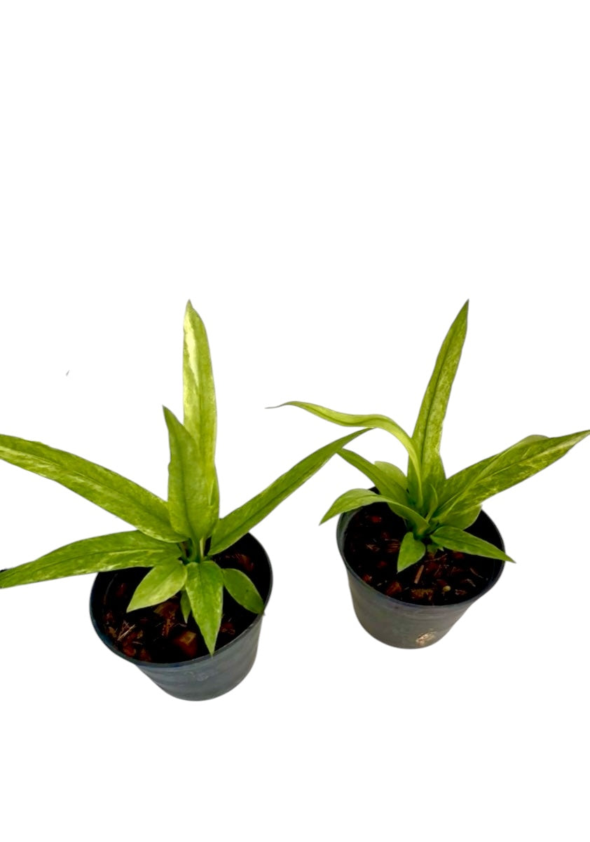 Anthurium Vittarifolium Necktie Variegated Small