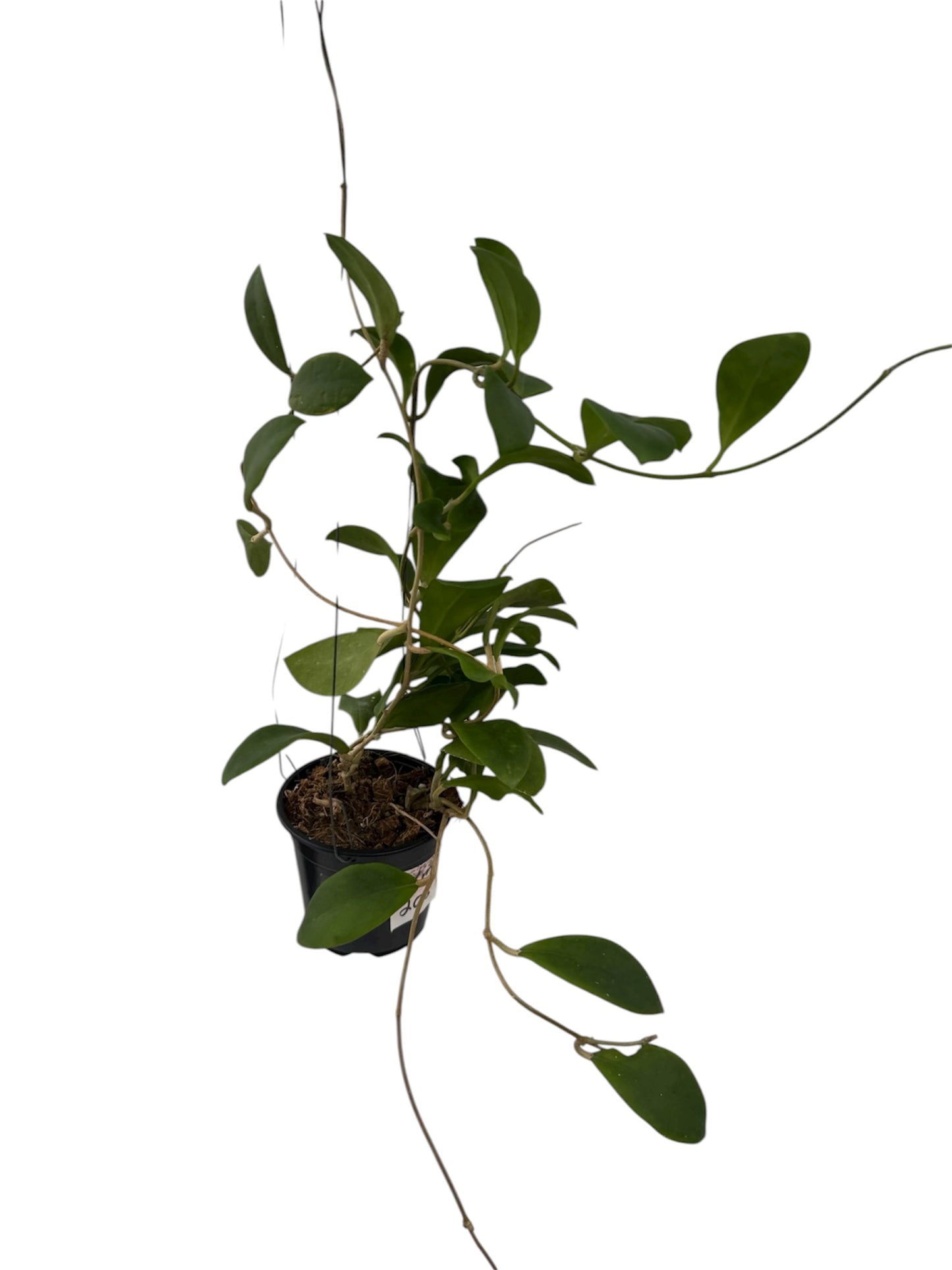 Hoya Crassipetiolata splash