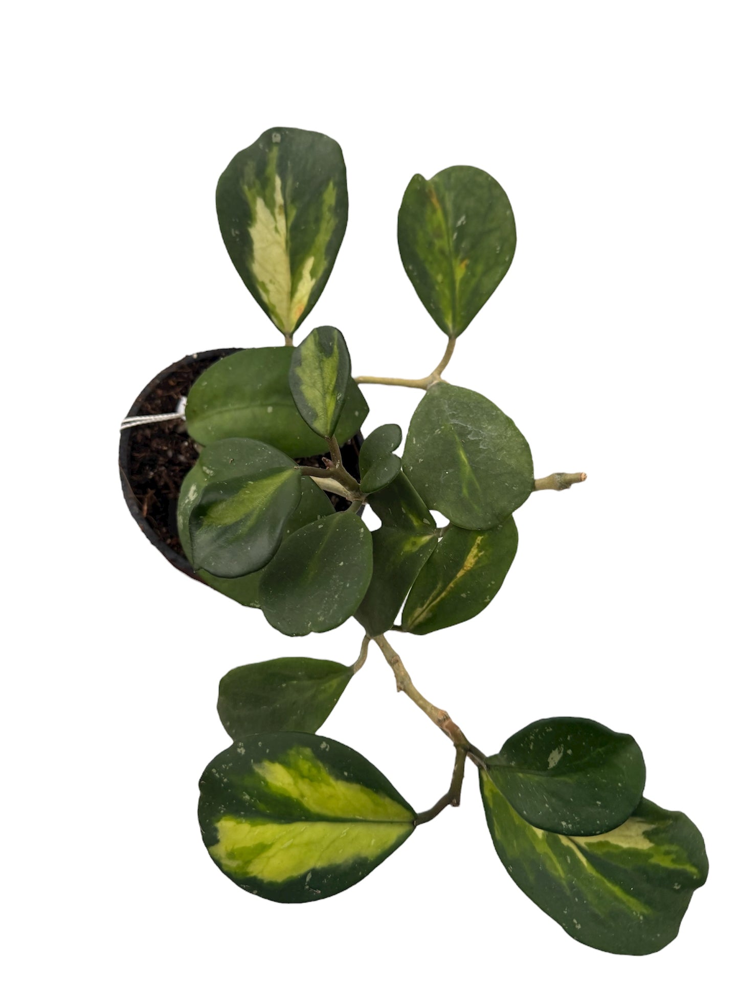 Hoya Obovata Varigated