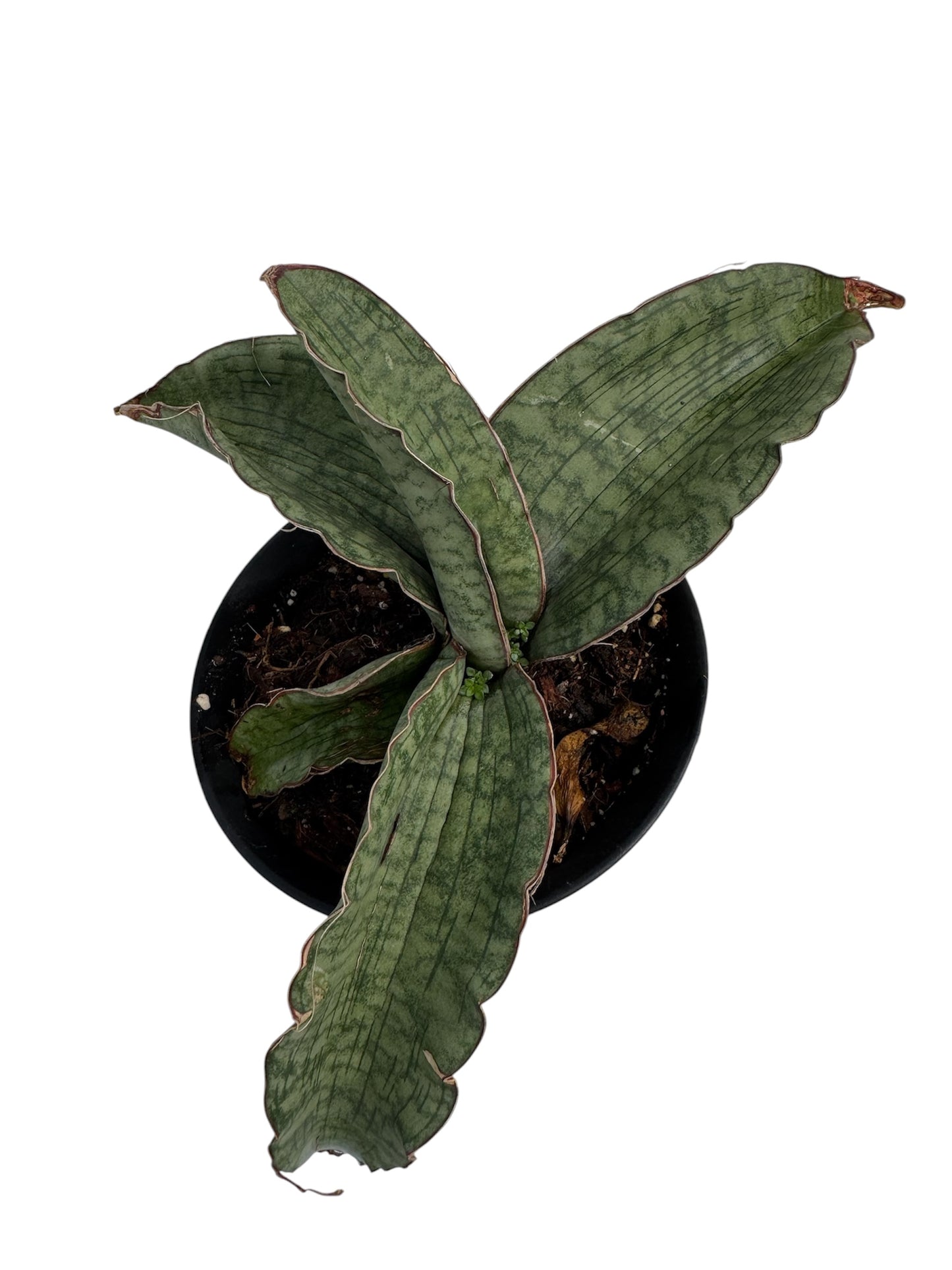Sansevieria kirkii 'Cleopatra10-12”long Mature