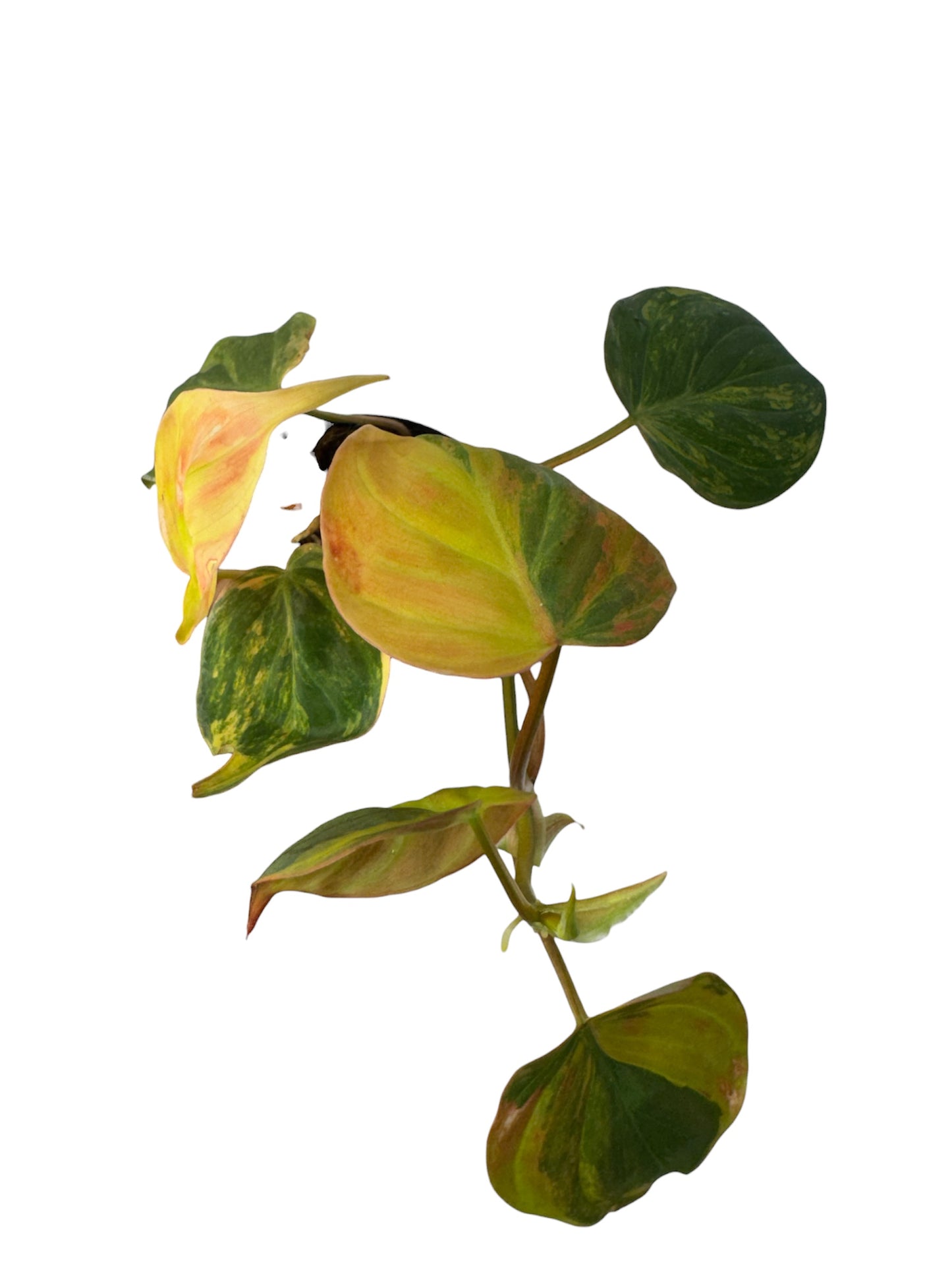 Philodendron Variegated Micans