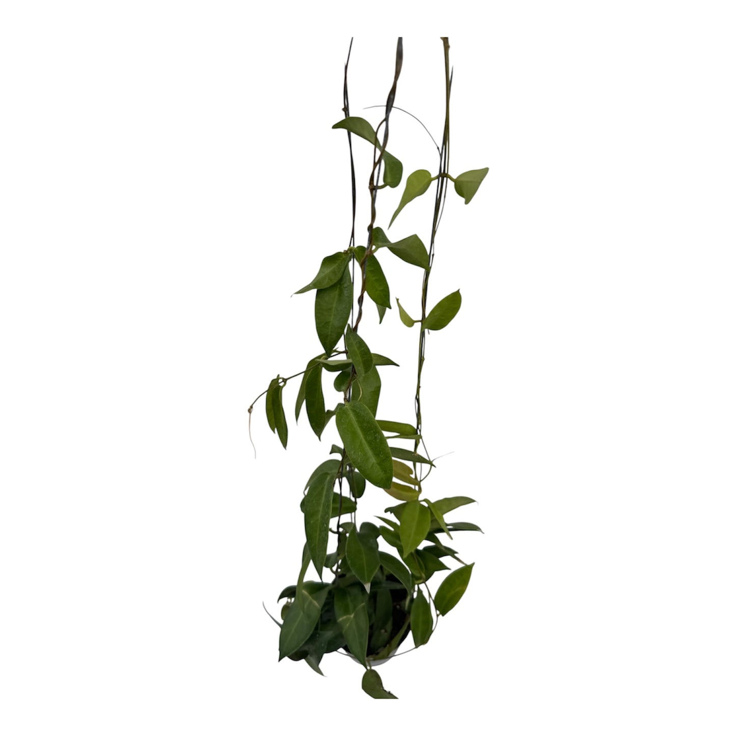 Hoya Patella White large vine