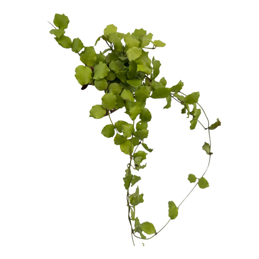 Hoya Endauensis