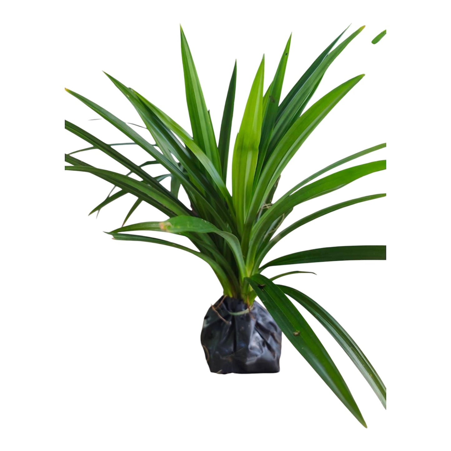 Pandan Plant