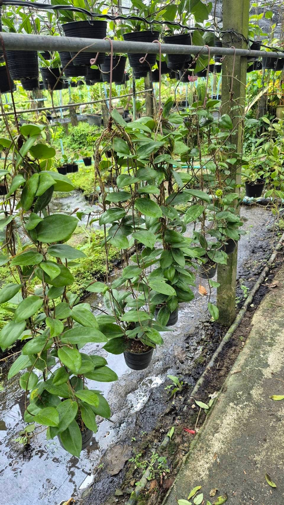 Hoya fitchii 'Yellow’