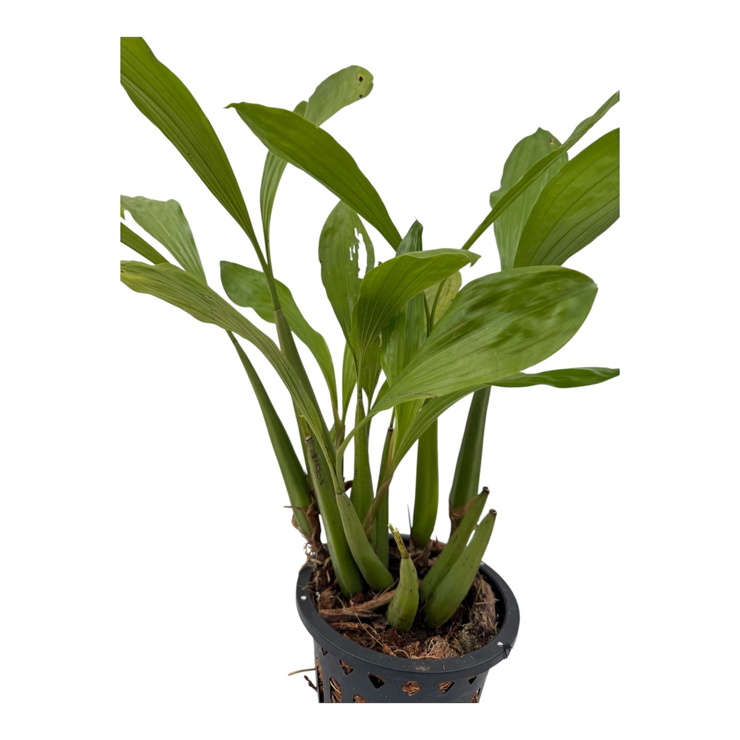 Orchid coelogyne rochussenii Large pot