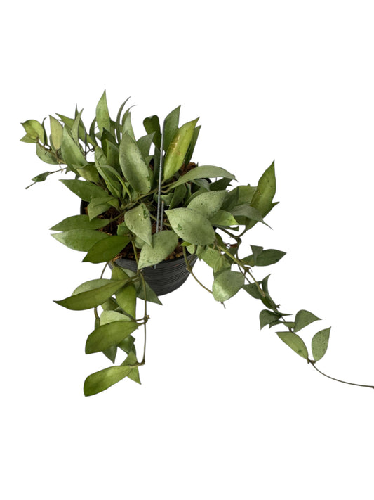 Hoya lacunosa 'Silver Splash”