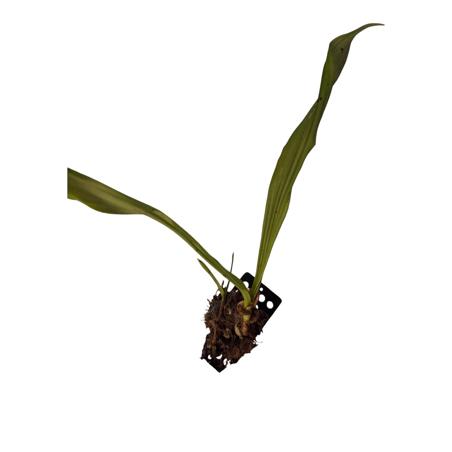 Orchid pleione maculata