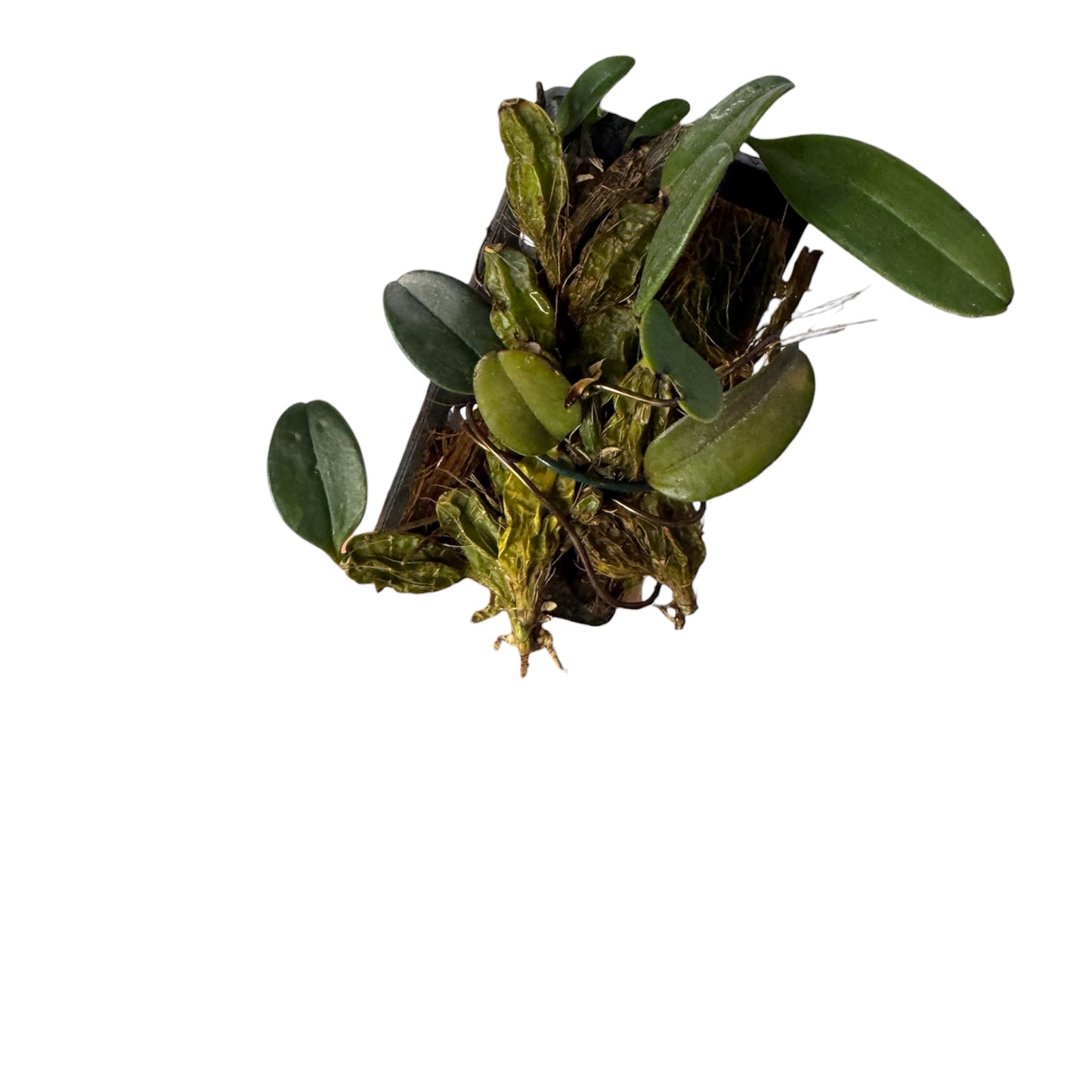 Orchid Dendrobium jenkinsii