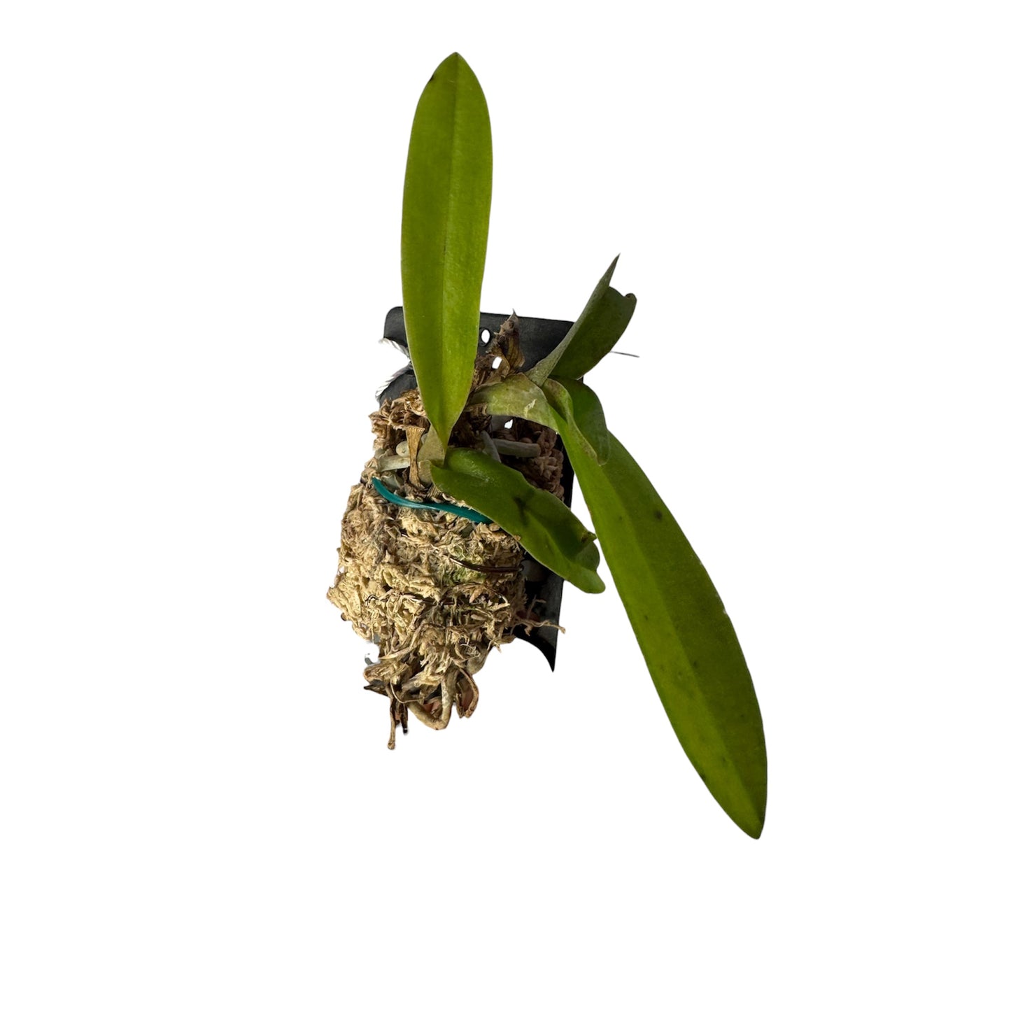 Orchid Doritis pulcherrima Lindl