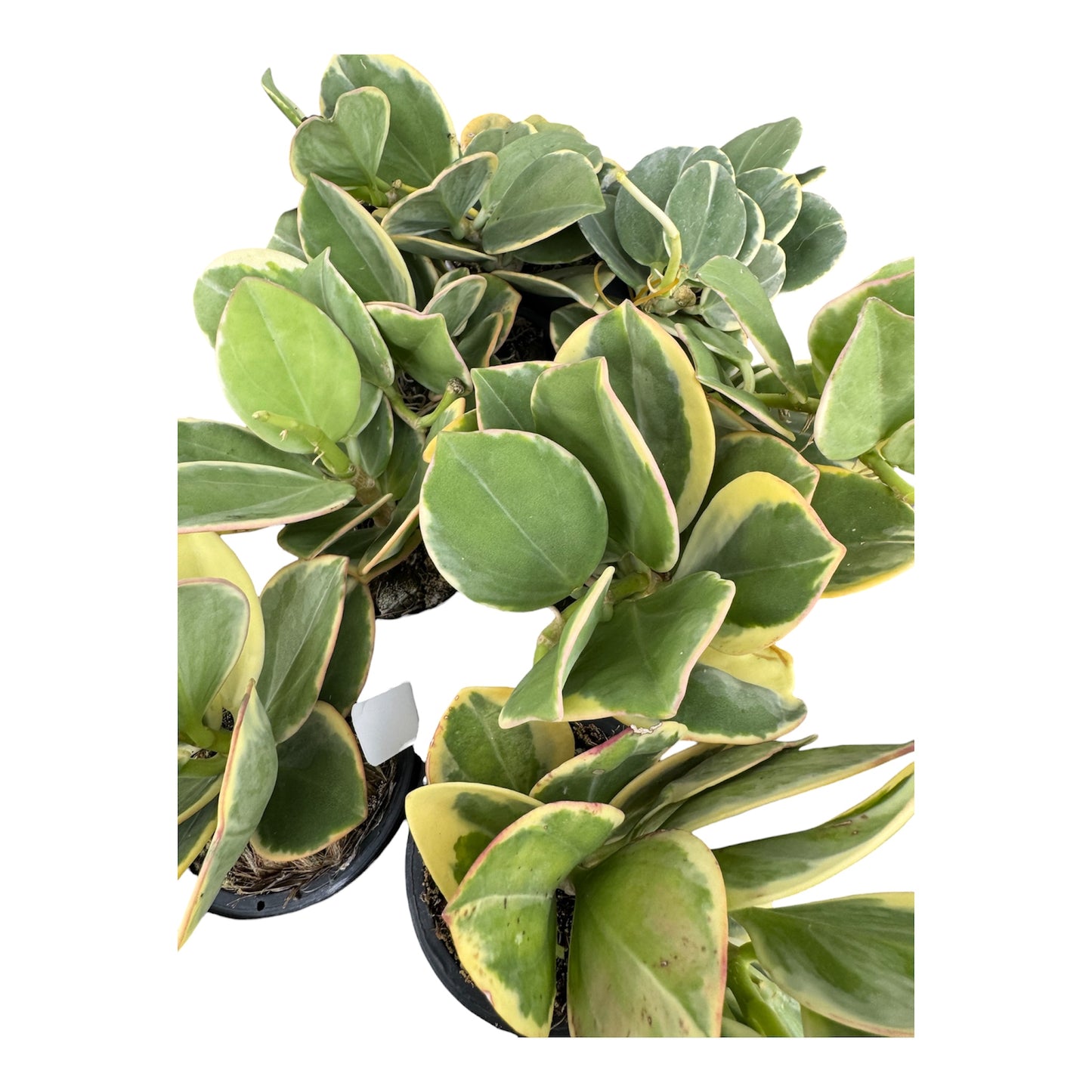 Hoya pachyclada variegated