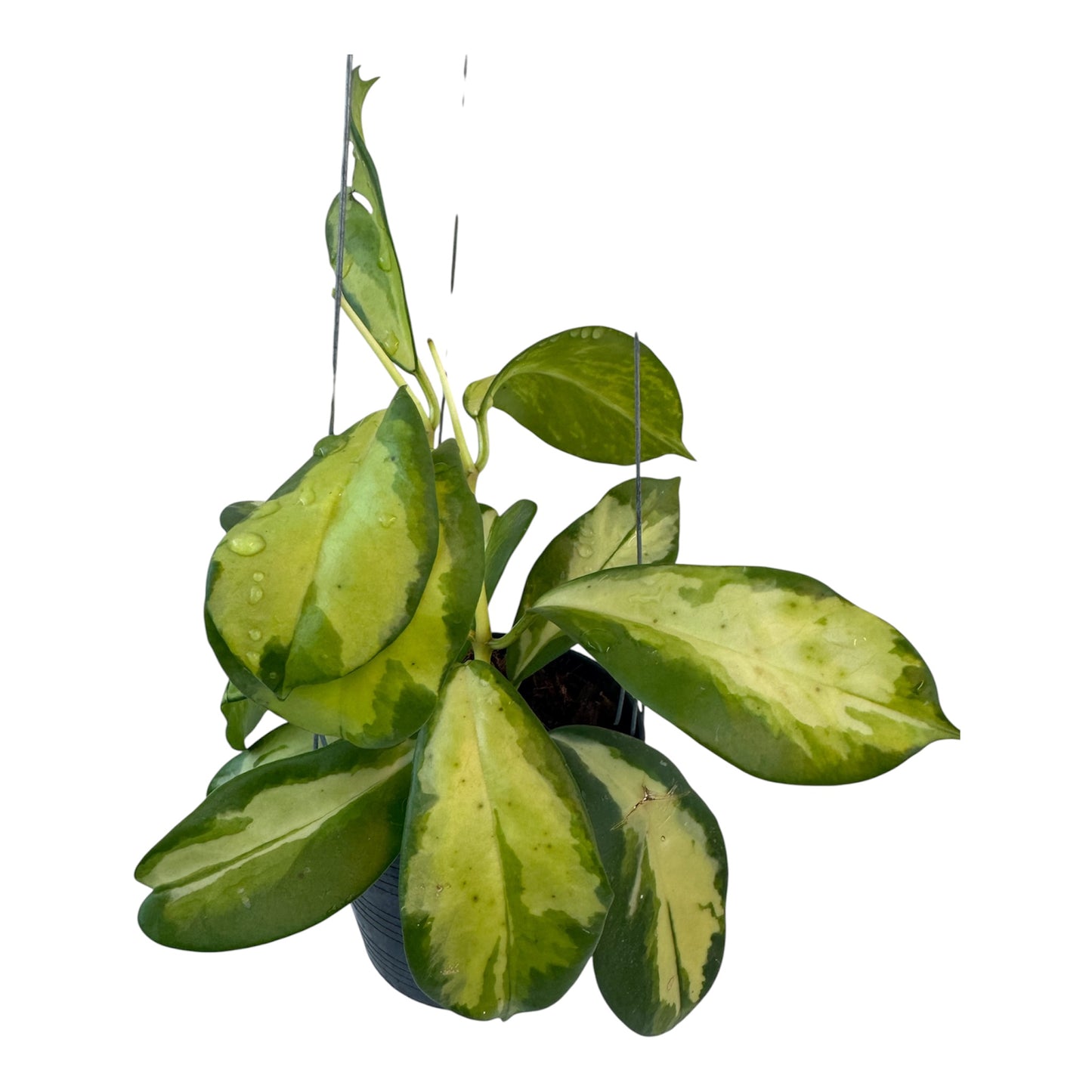 Hoya diversifolia maharani