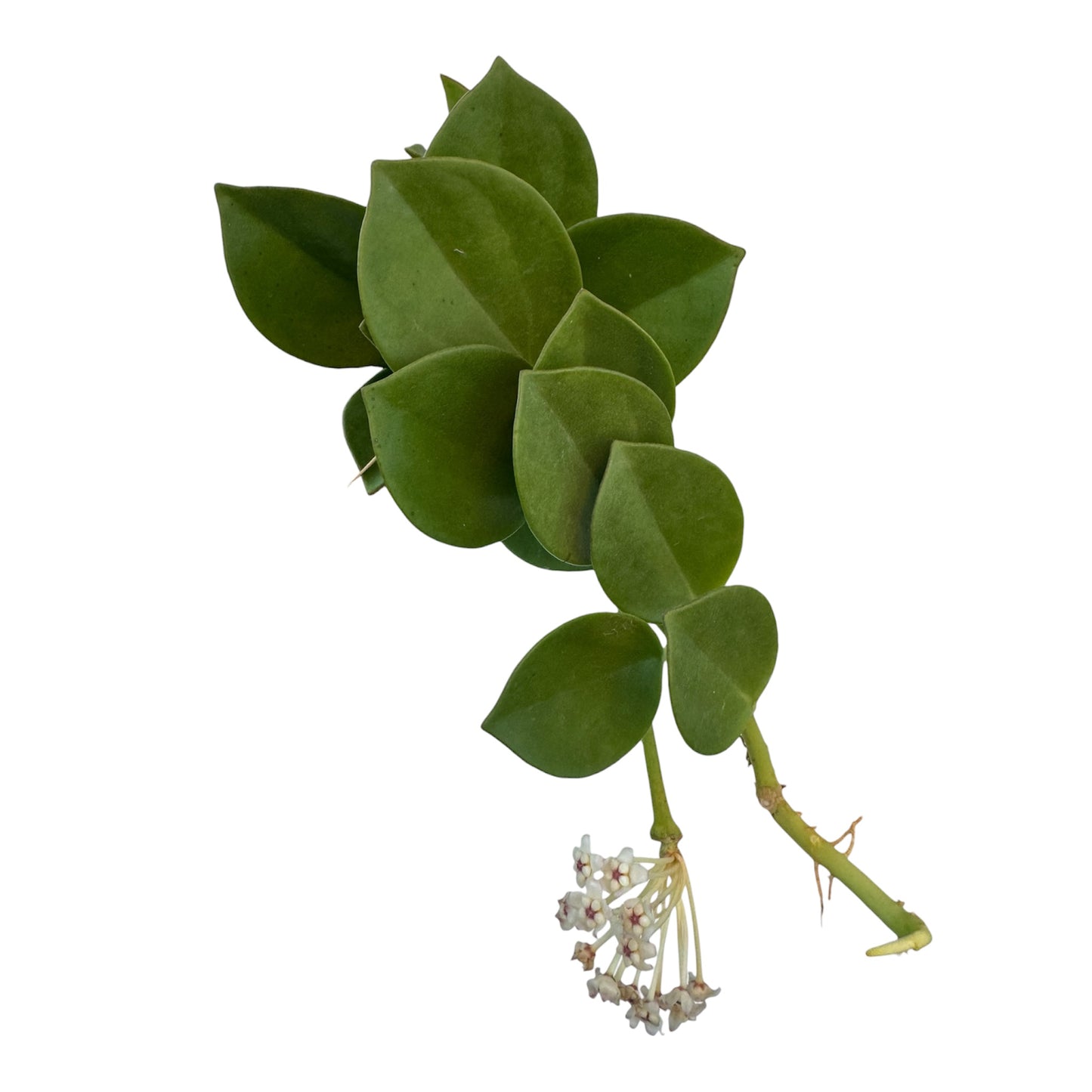Hoya pachyclada green