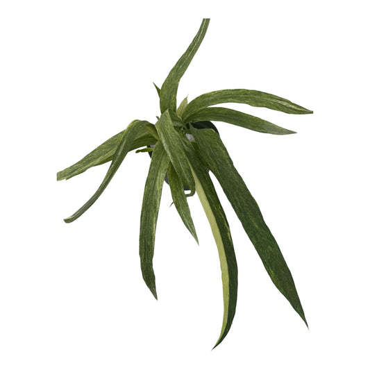 Anthurium vittariifolium Necktie Variegated