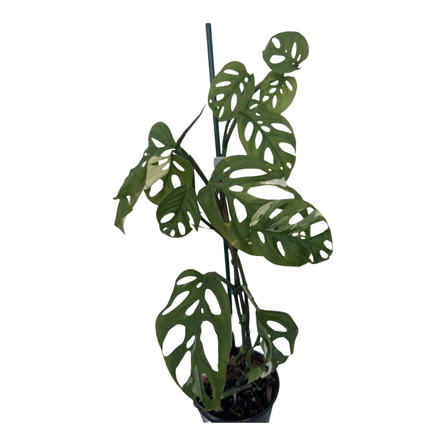 Monstera Adansonii variegated
