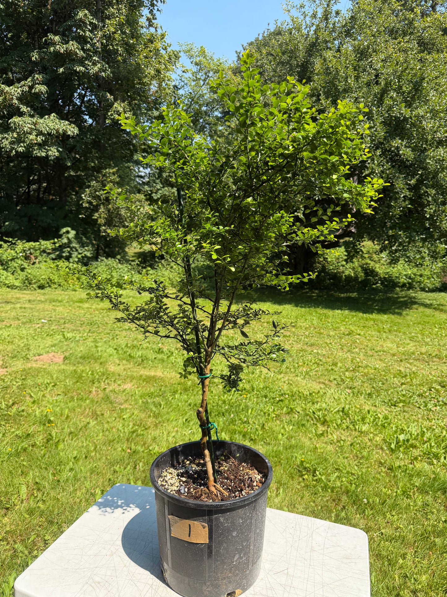 Finger lime tree grafted