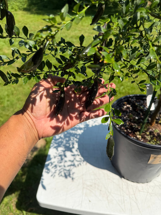 Finger lime tree with fruits