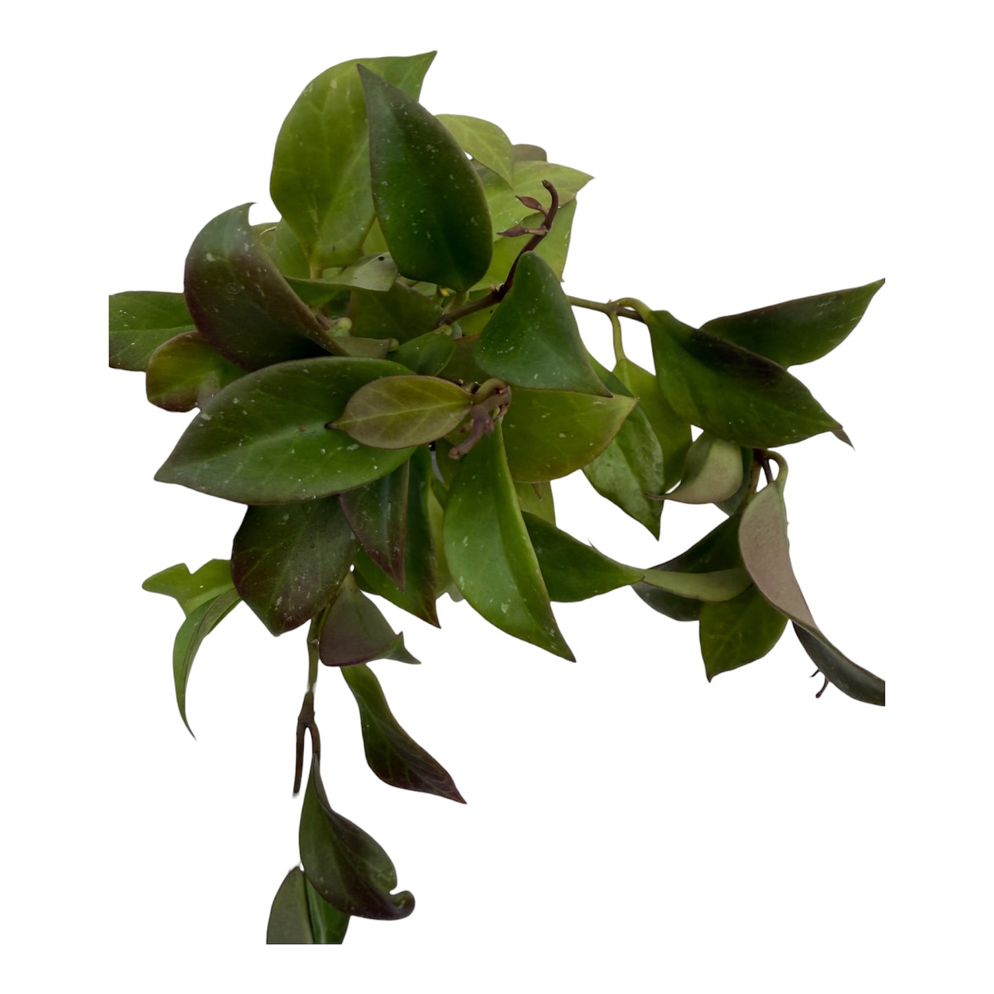 Hoya sunrise small
