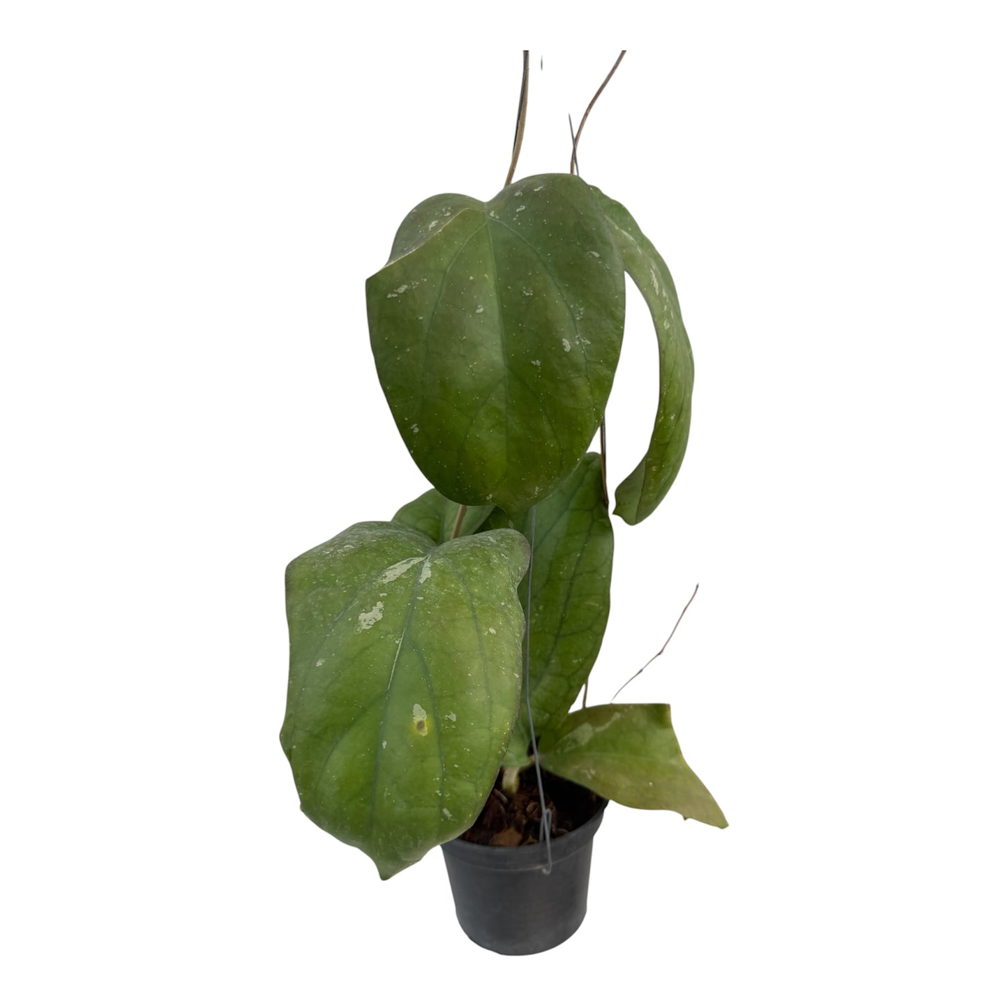 Hoya Priktai (elephant ear)