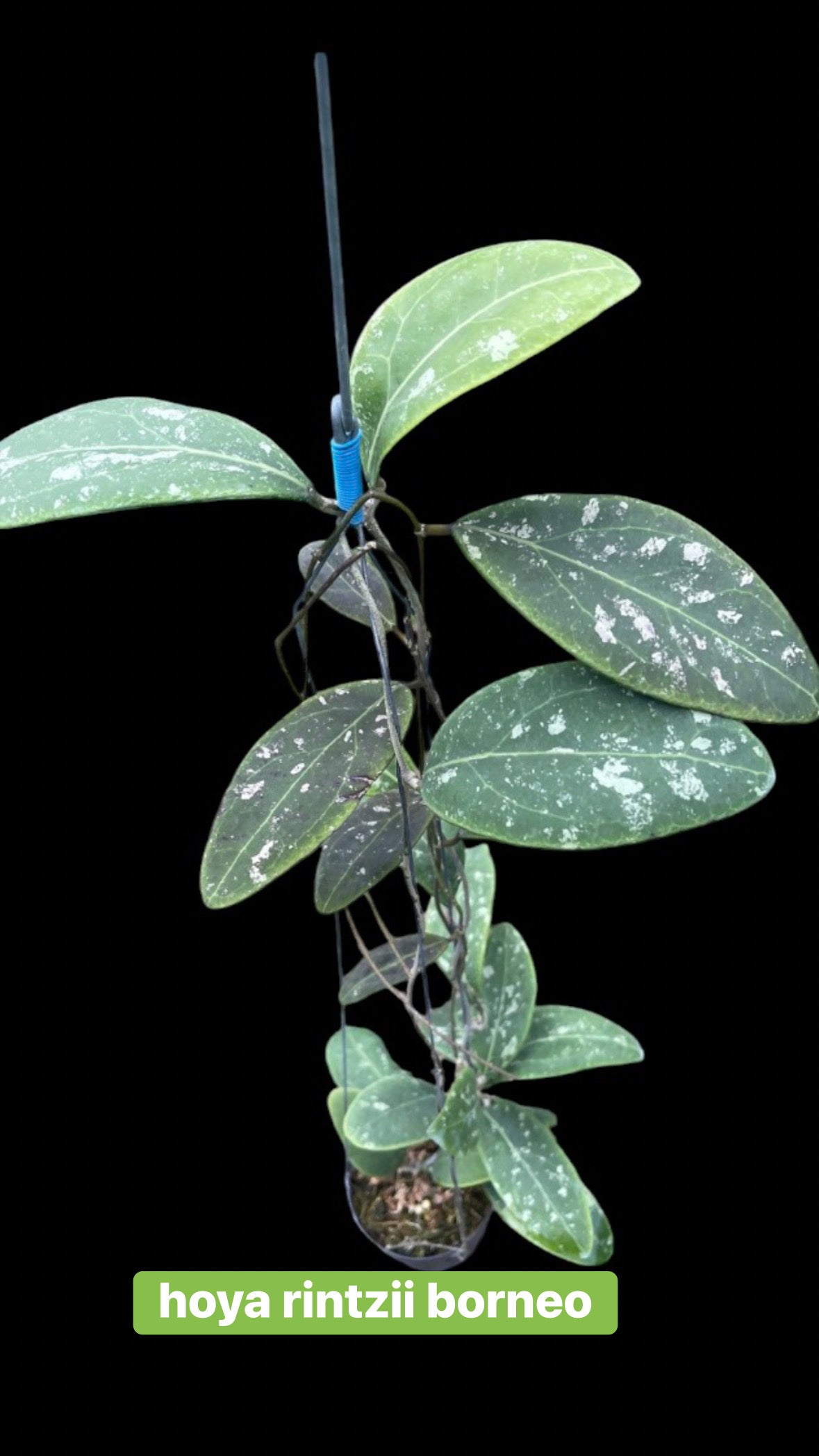 Hoya rintzii borneo