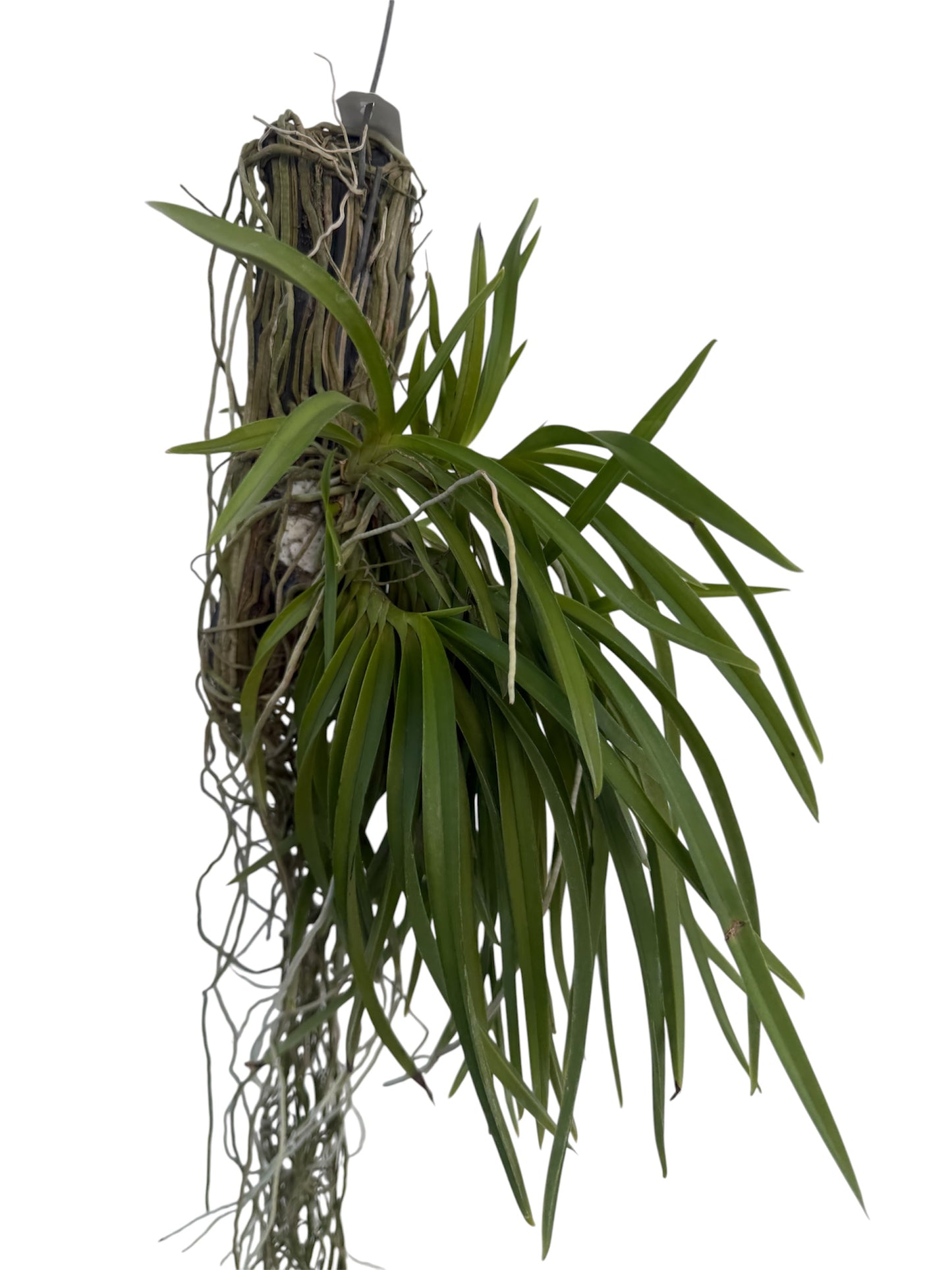 Orchid Neofinetia facata Pink