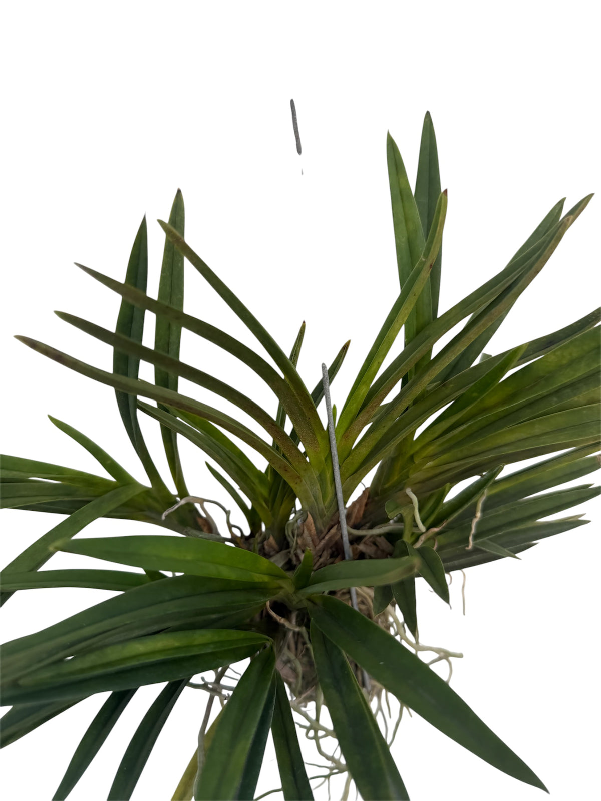 Orchid Neofinetia falcata White