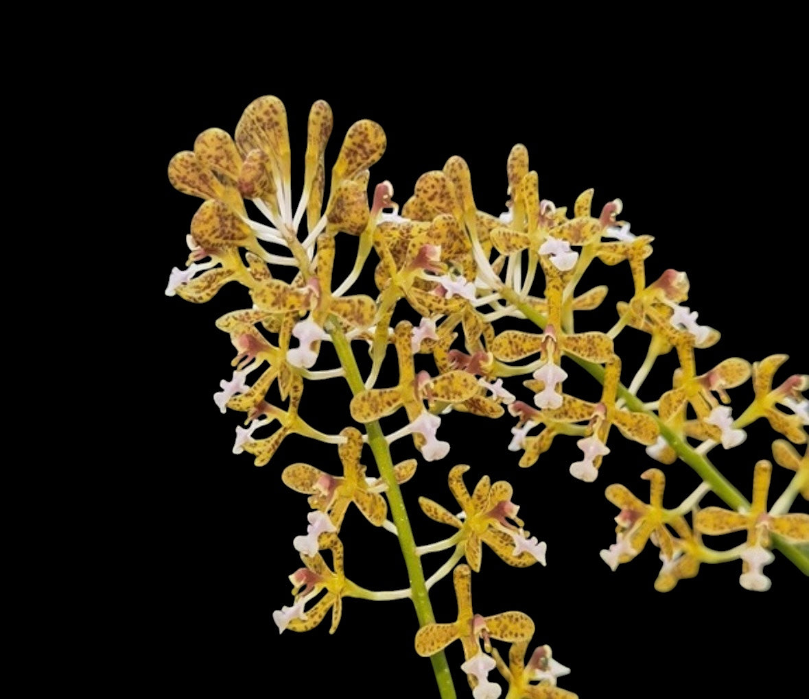 Orchid Acriopsis densiflora