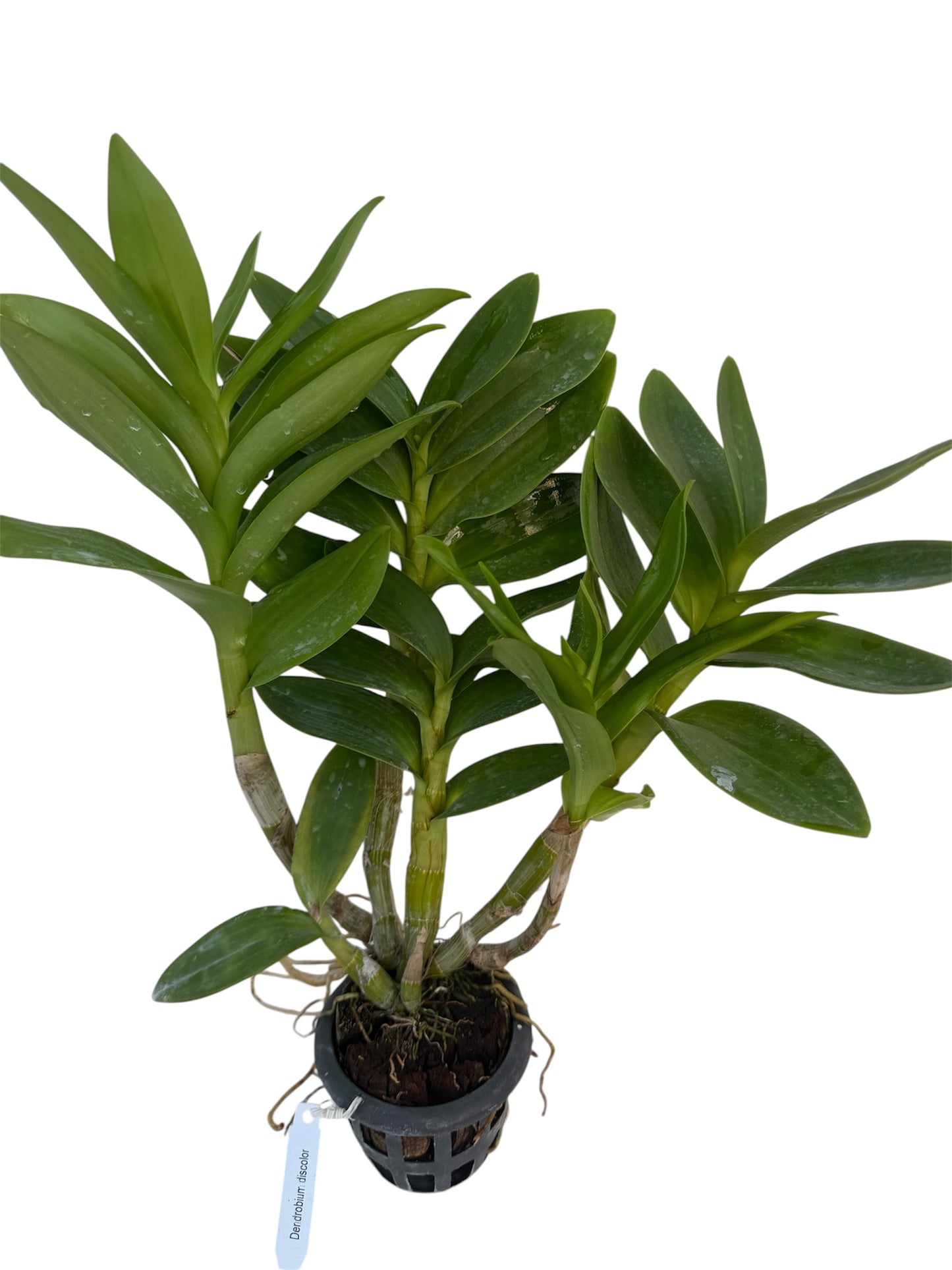 Orchid Dendrobium discolor