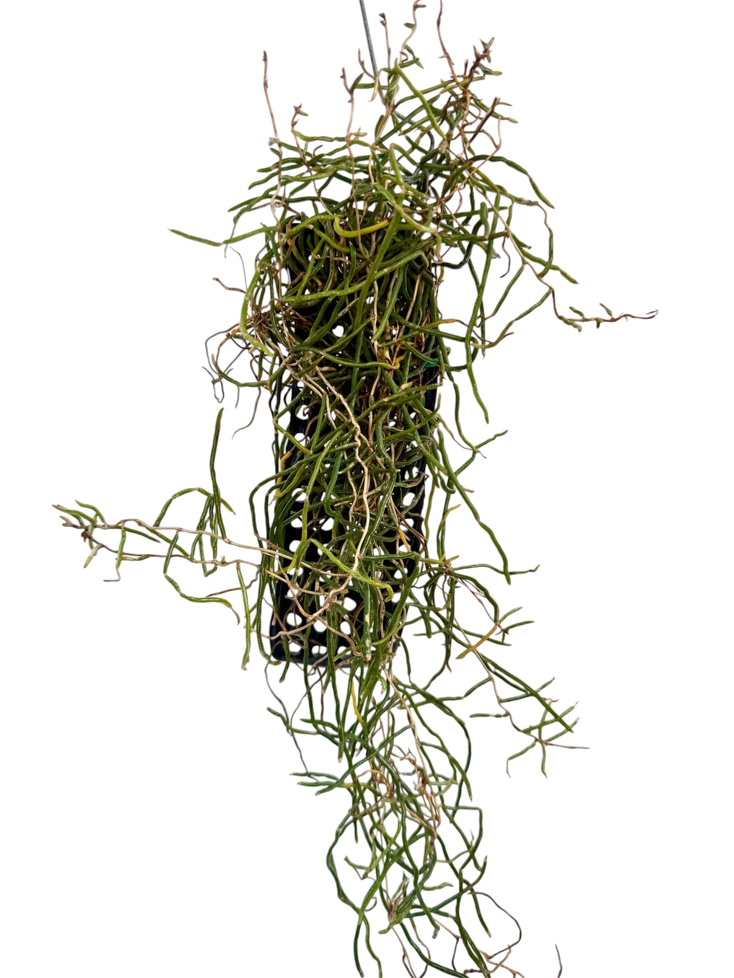 Orchid Microcoelia cornuta