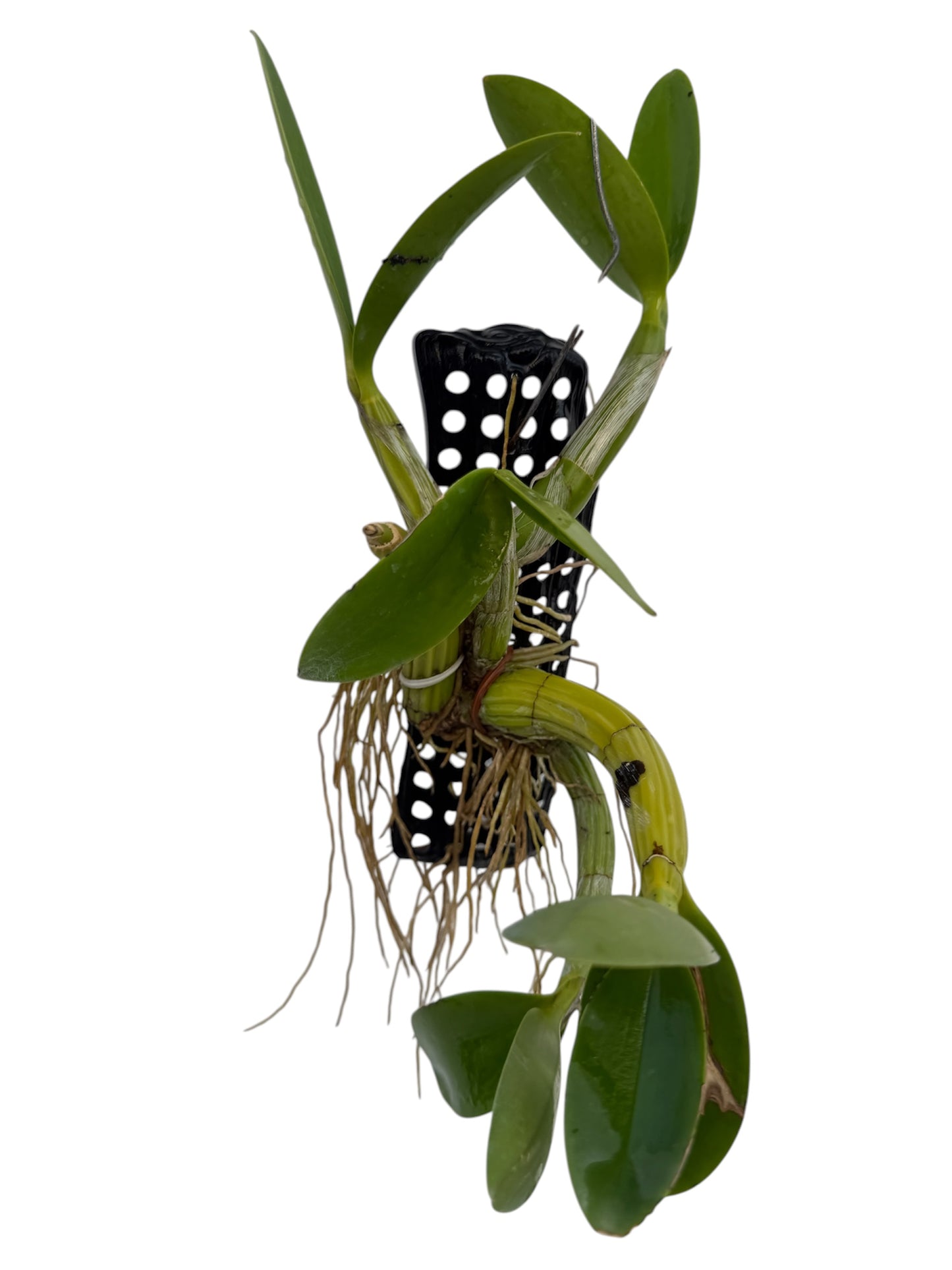 Orchid Schomburgkia tibicinis
