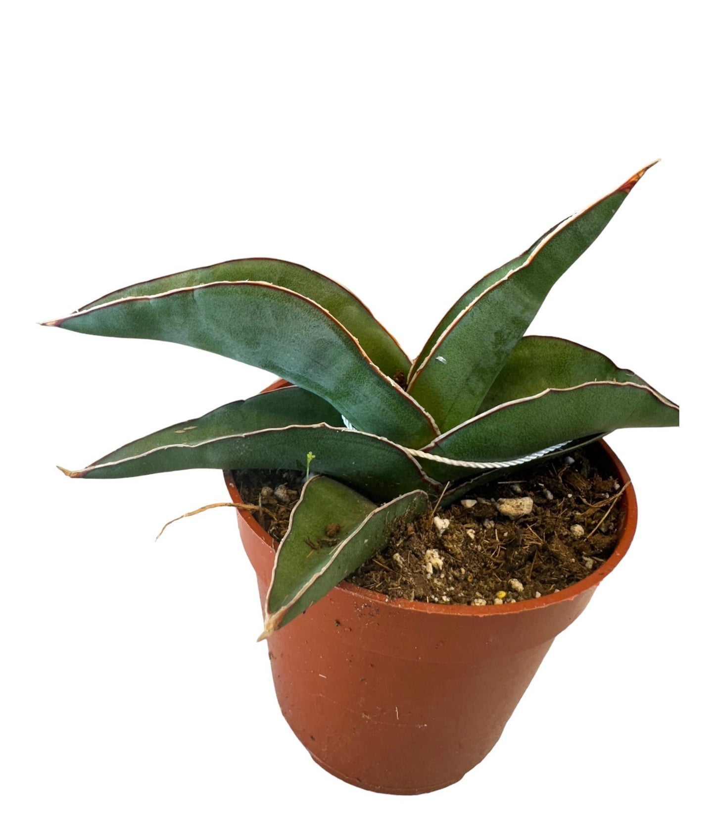 Sansevieria