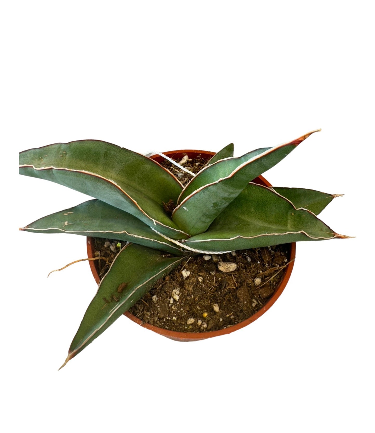 Sansevieria