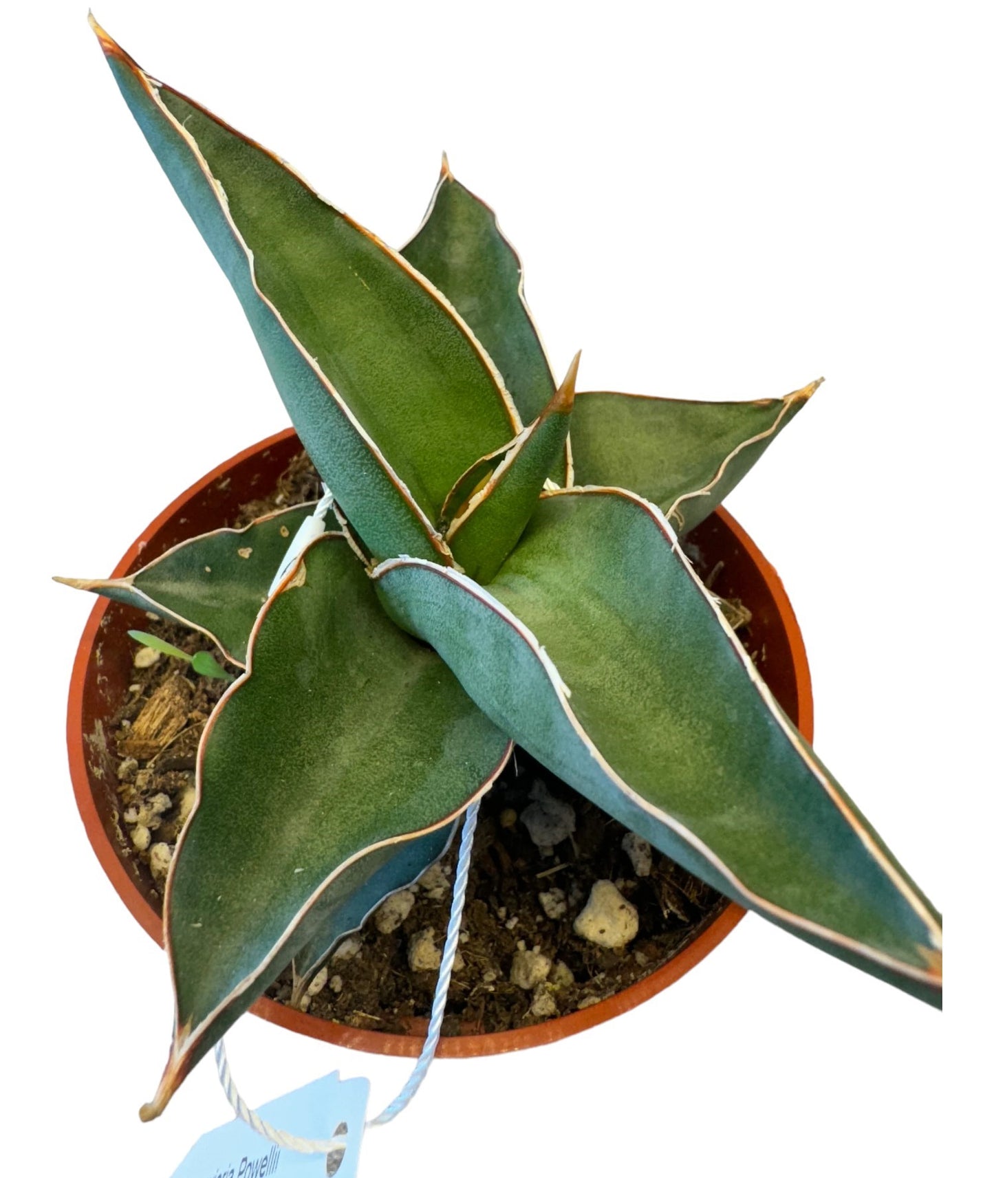 Sansevieria powellii