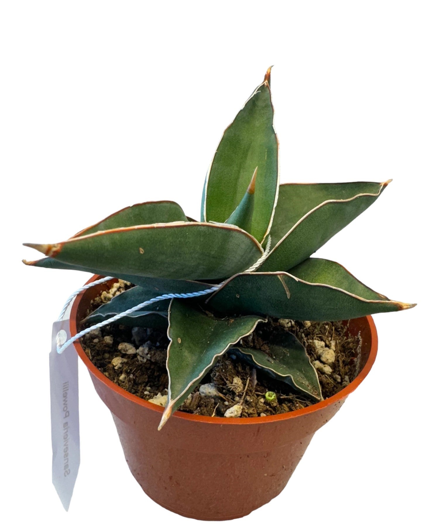 exotic snake plant Sansevieria powellii