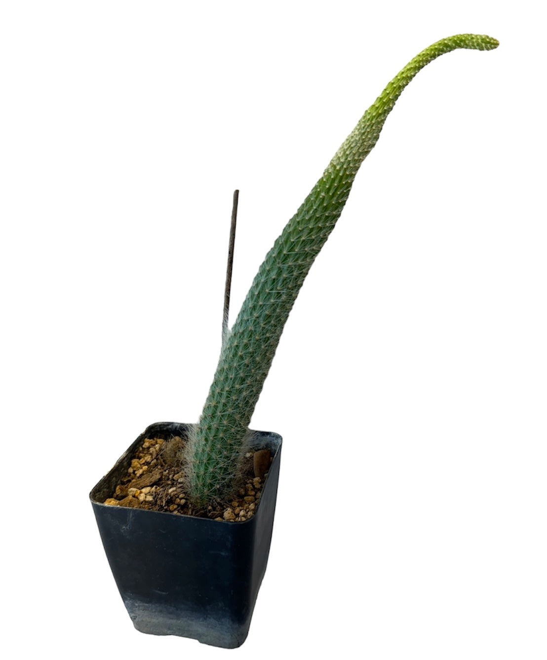 Monkey Tail Cactus