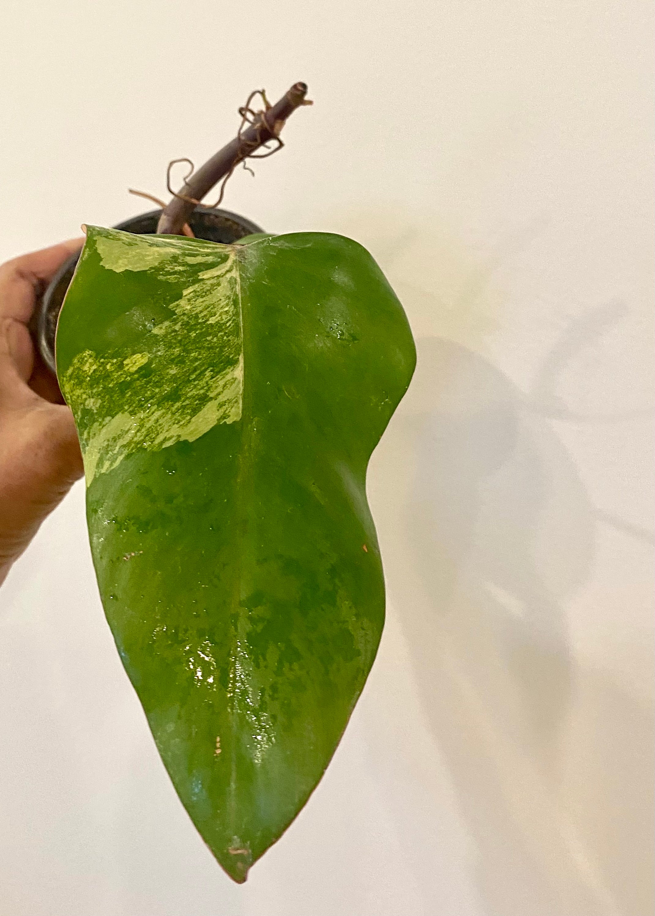 Philodendron Strawberry Shake
